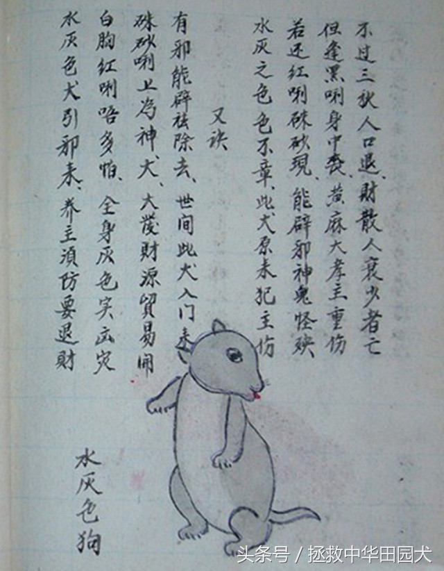 狗的种类大全中华田园犬,真正的中华田园犬是大黑狗