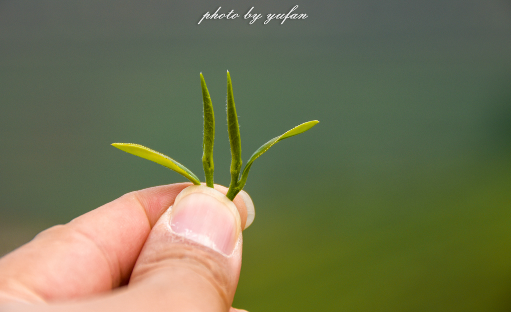 云端上的世外桃源，看看浇灌牛奶和土鸡蛋的有机乌龙茶长成啥样