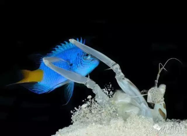 比手臂还粗的皮皮虾你吃过了吗,比手臂还大的皮皮虾吃起来超过瘾