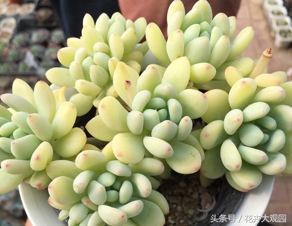 盘点哪些优美的花又不常见,盘点那些不好看的花