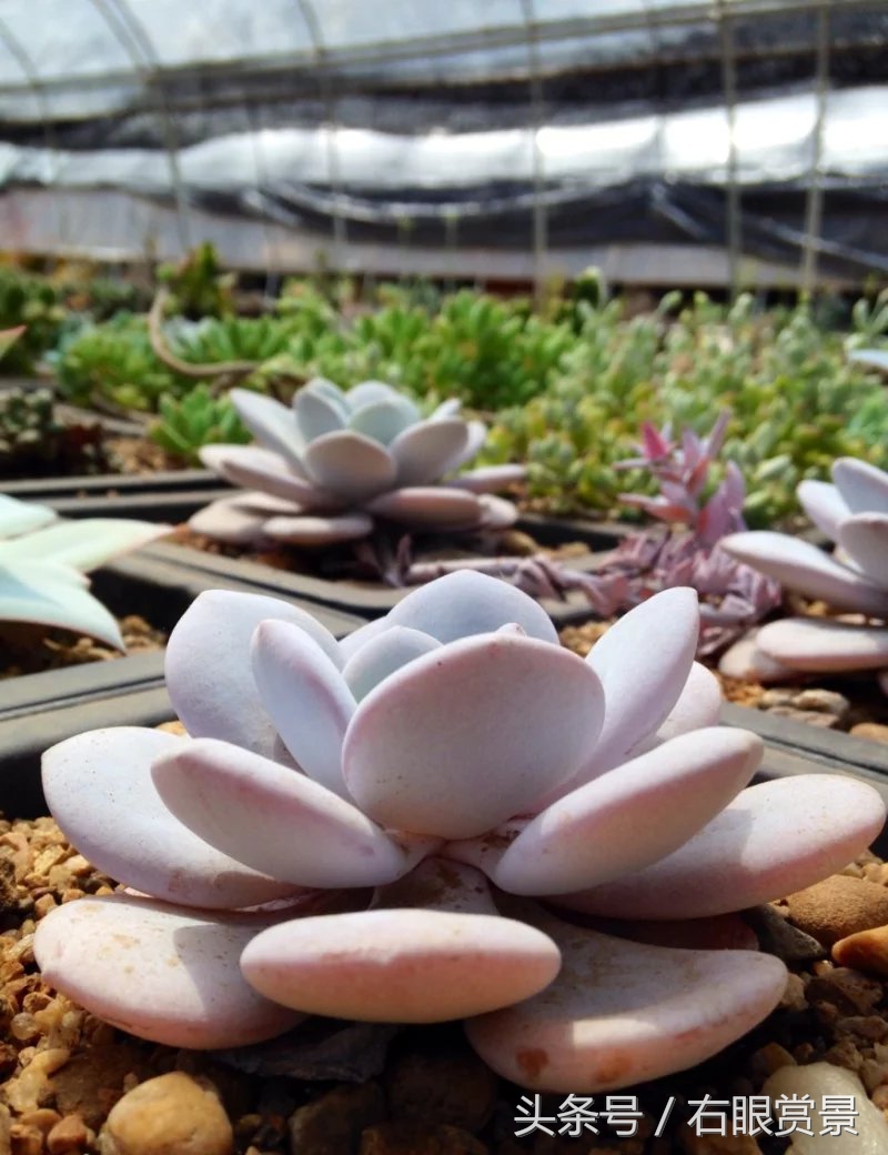 精品多肉颗颗都是韩版欧货老桩让您大呼过瘾