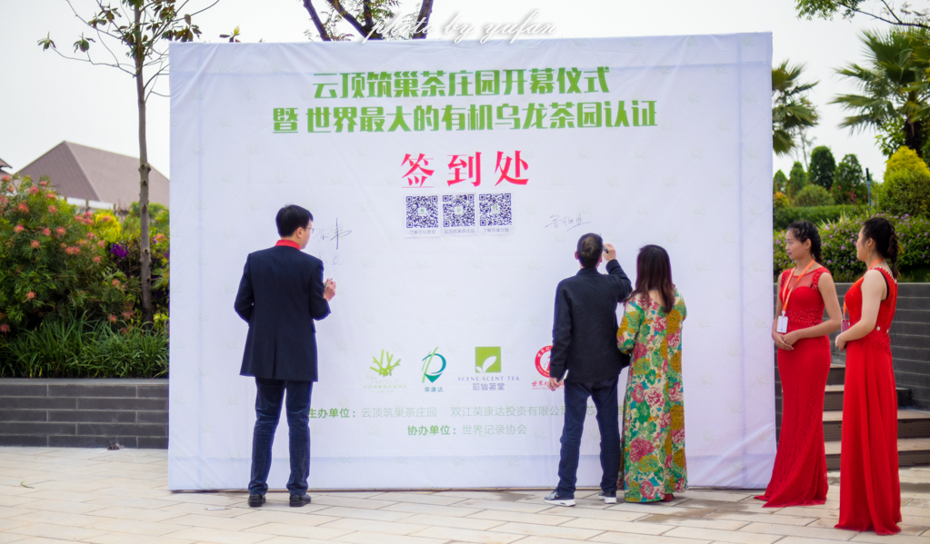 云端上的世外桃源，看看浇灌牛奶和土鸡蛋的有机乌龙茶长成啥样