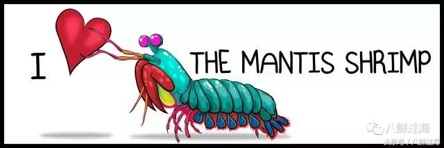 比手臂还粗的皮皮虾你吃过了吗,比手臂还大的皮皮虾吃起来超过瘾