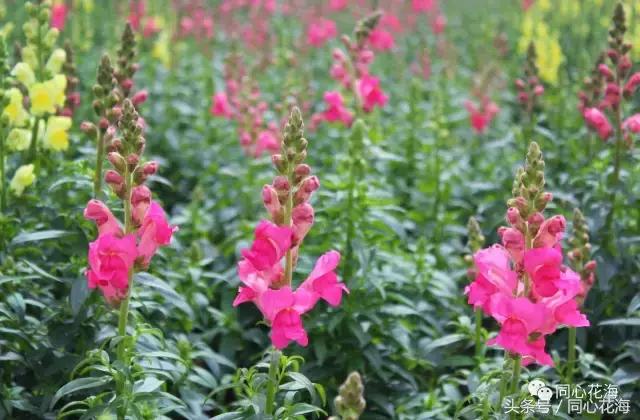 美丽的金鱼草花海,金鱼草花海