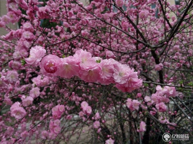 云狐a7黄金版,a7w评测