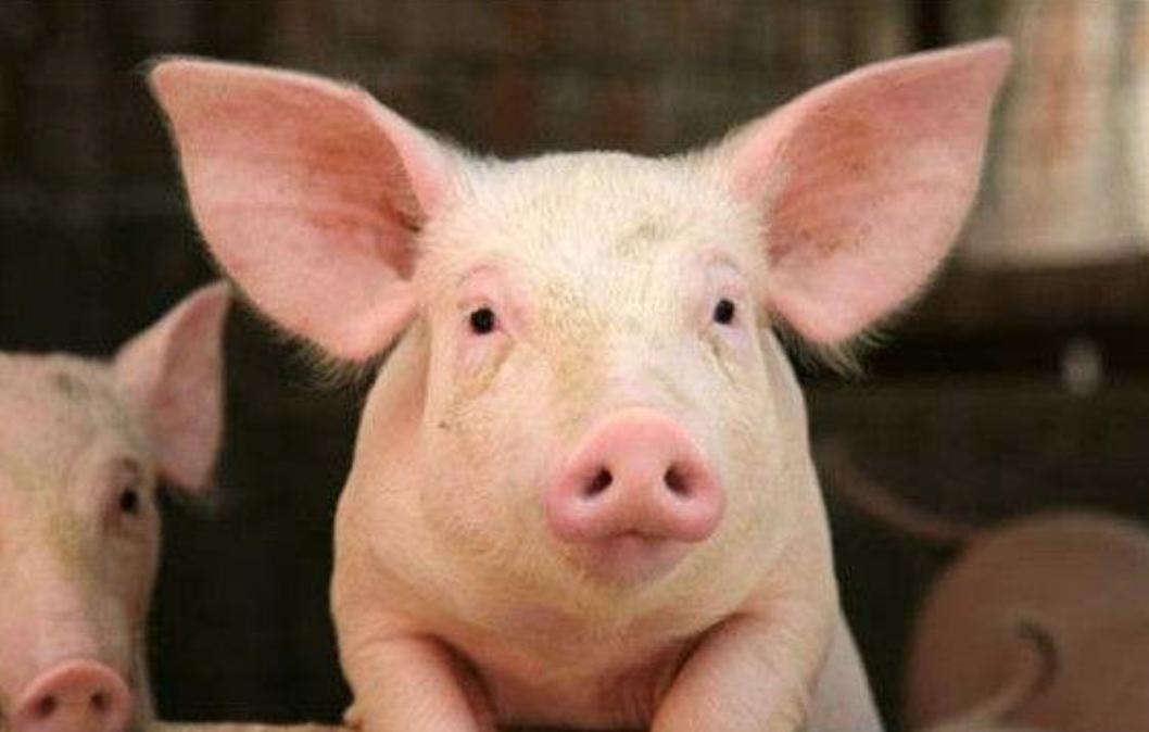 新希望饲料发展,新希望饲料深度分析