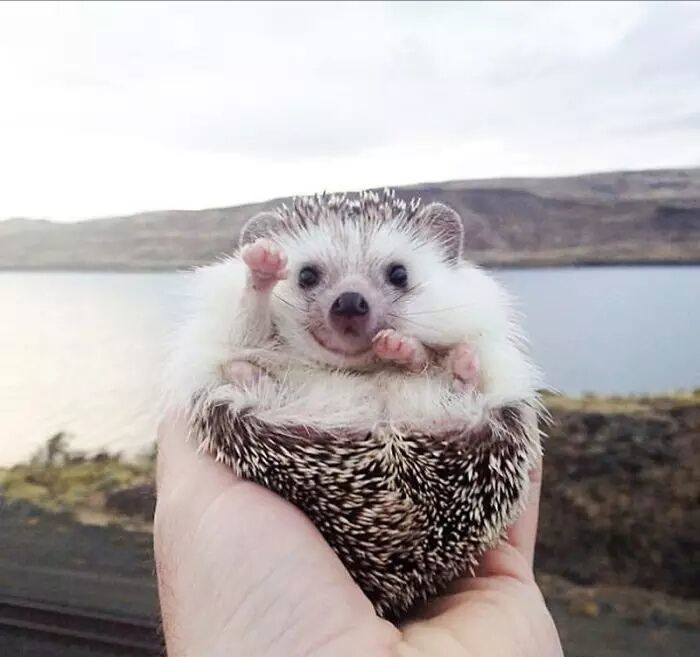 养一只刺猬,这么可爱的刺猬你也想养一只吗
