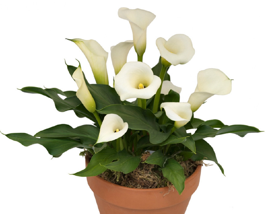 马蹄莲挺秀雅致，花苞洁白，叶片翠绿，可药用清热解毒，治烫伤