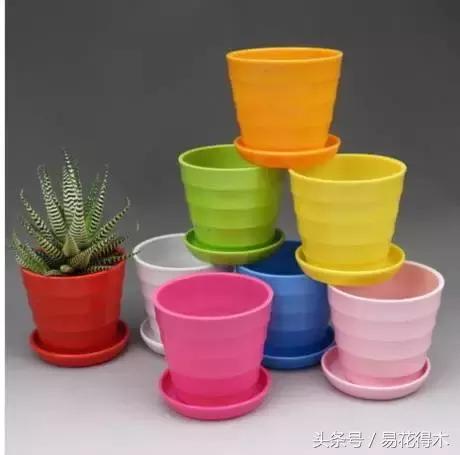 陶瓷花盆适合种什么花,仿瓷的花盆养花好吗