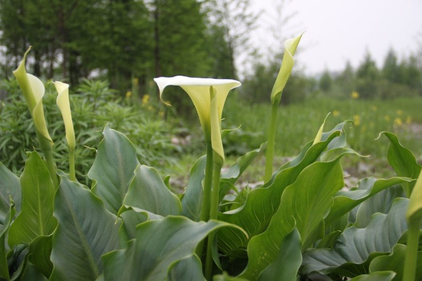 马蹄莲挺秀雅致，花苞洁白，叶片翠绿，可药用清热解毒，治烫伤