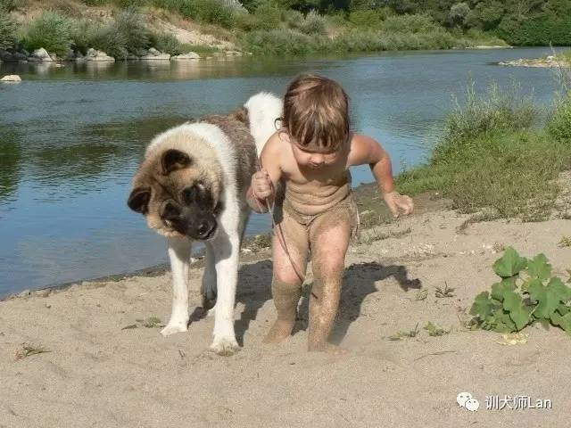 充满责任感的狗狗,又勇敢又可爱的狗狗