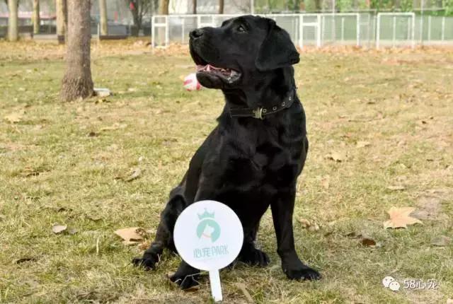 这家公司在办公室里养了十几只宠物员工幸福指数真高