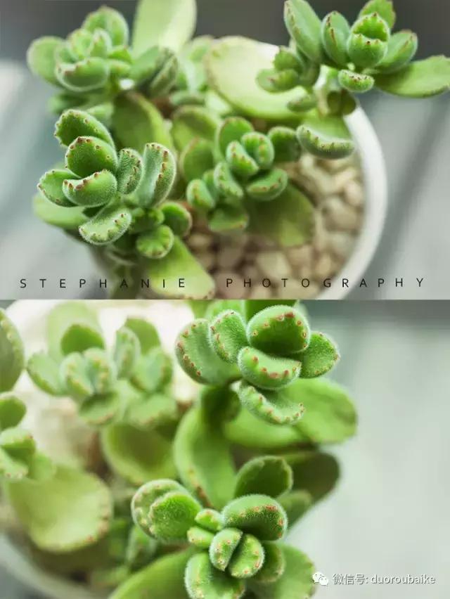 紫外线对植物生长作用与功效,紫外线光对植物生长的影响