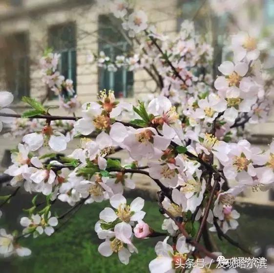 春天哈尔滨好玩的地方,哈尔滨春天景色