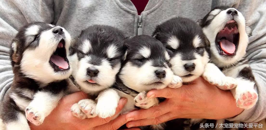 阿拉斯加犬活宠,一周照顾一次的宠物