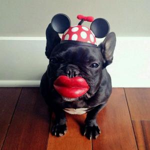 道格队长丨狗狗的行为纠正12期丨夭寿啦！我家狗又在吃屎啦