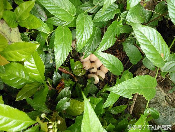 石蛙养殖致富经营方案,石蛙养殖投资收益