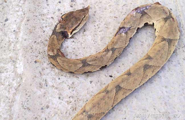 被五步蛇咬了怎么办动漫,被五步蛇咬了怎么办原版