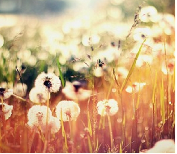 我荒芜了整个青春，只为等你，阳光照进你我眼里心里