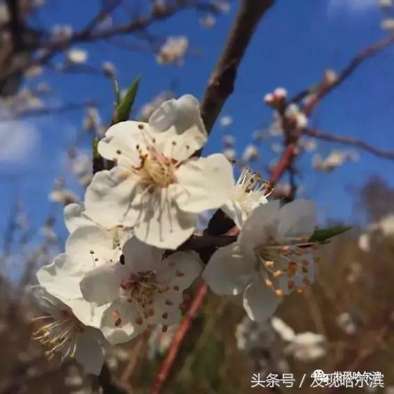 春天哈尔滨好玩的地方,哈尔滨春天景色