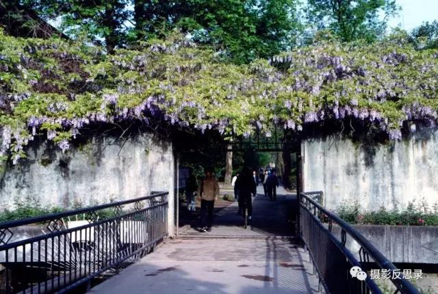 浙大玉泉照片,跨越百年的珍贵影像