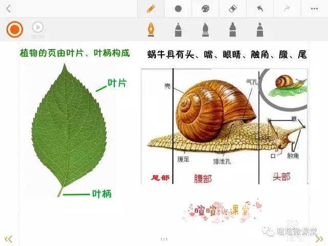 小学三年级下科学动画,科学卡通图案