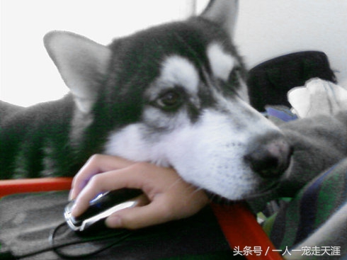 狗狗特别粘人怎么办,摸狗狗哪里最容易粘人