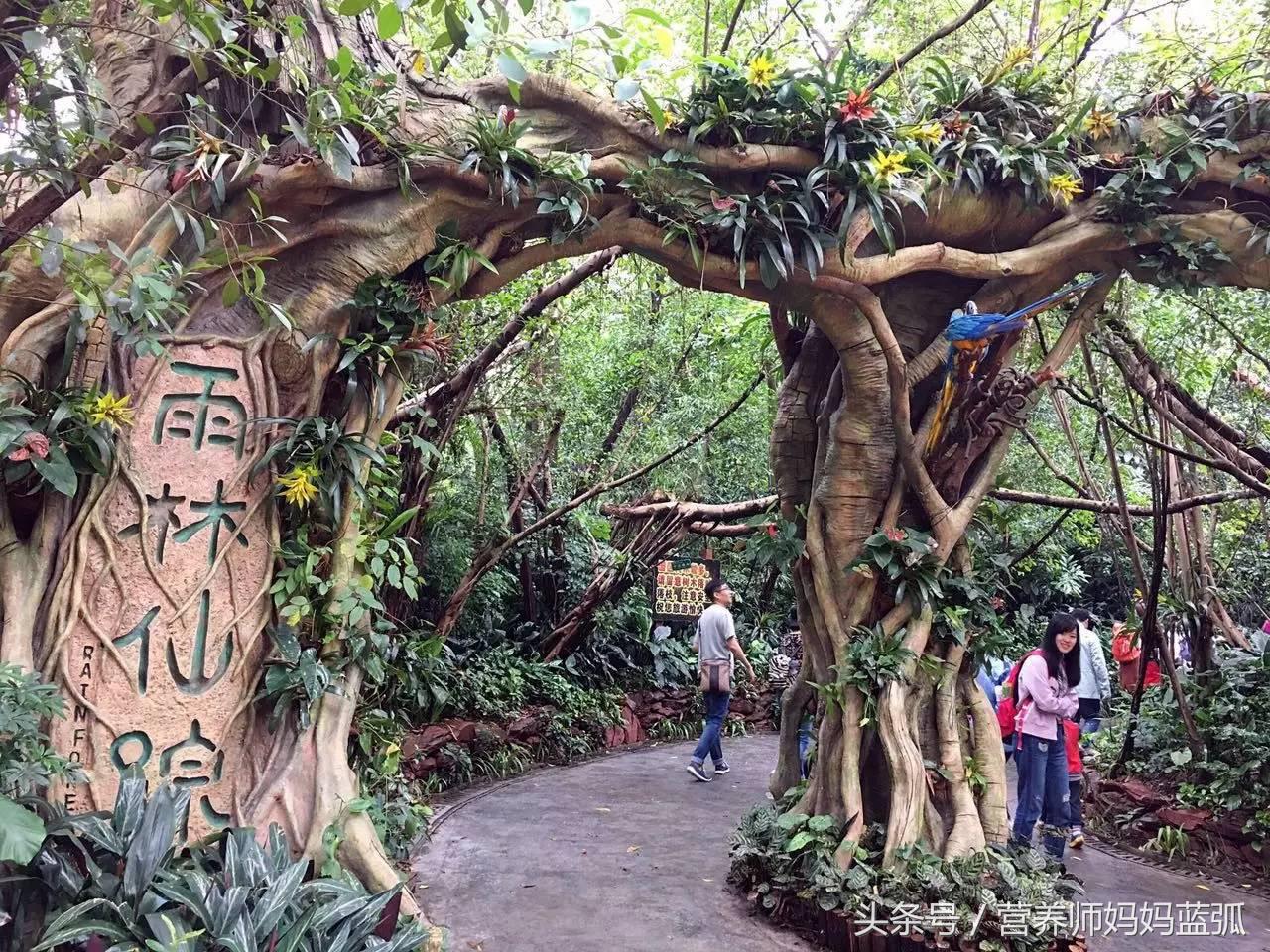 暑假长隆海洋王国游玩感受,海洋王国好玩还是长隆野生动物园