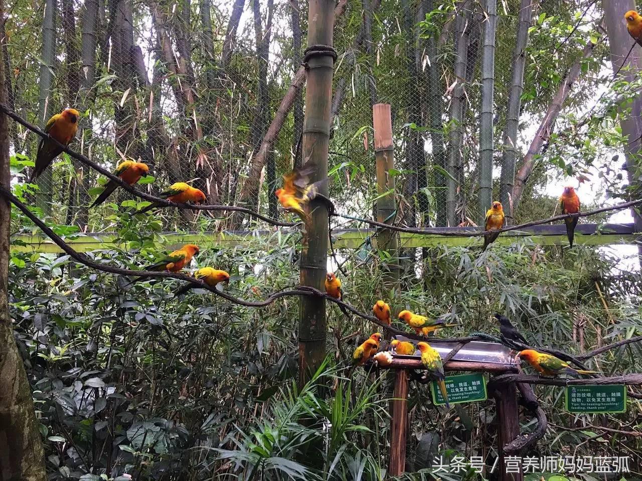 暑假长隆海洋王国游玩感受,海洋王国好玩还是长隆野生动物园