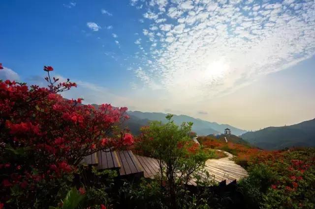 浏阳大围山杜鹃花旅游攻略,湖南浏阳大围山杜鹃花节一日游