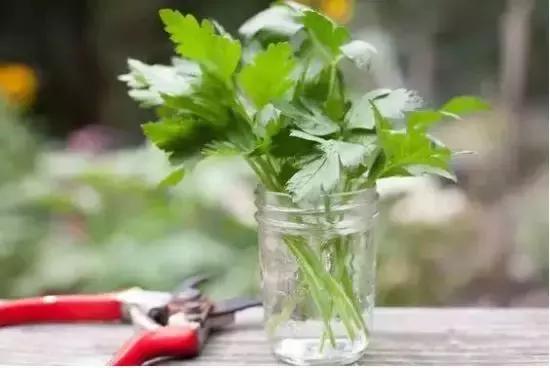 阳台蔬菜的种植方法和步骤,十大阳台蔬菜种植技巧