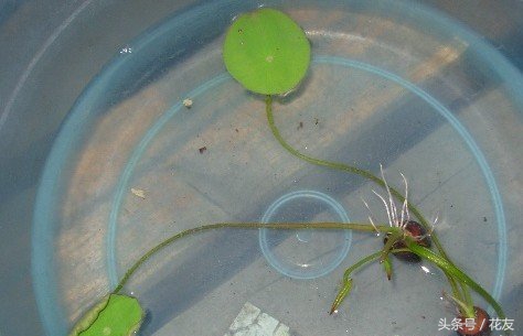 碗莲种植方法全过程,碗莲种植过程图解