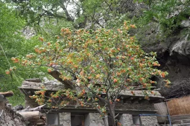 成都周边哪里樱桃最好吃,成都樱桃采摘园附近最近地方