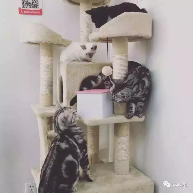 这家公司在办公室里养了十几只宠物员工幸福指数真高