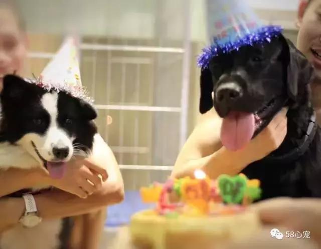 这家公司在办公室里养了十几只宠物员工幸福指数真高