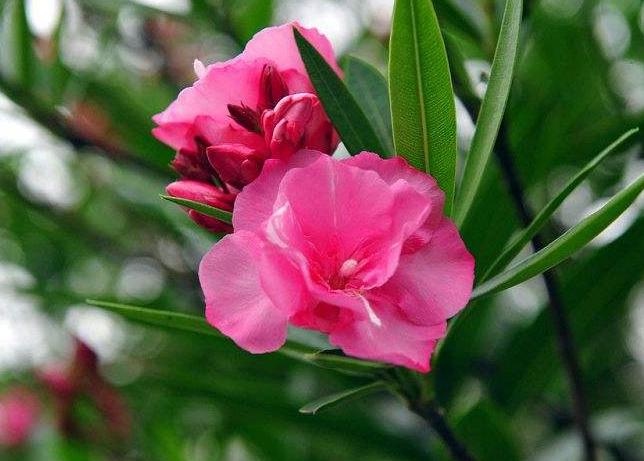 夹竹桃中毒的女孩原视频,夹竹桃中毒死亡女孩