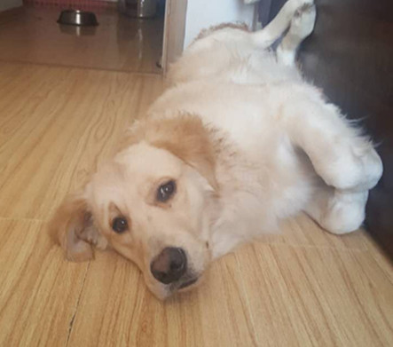 狗狗之间有友谊吗,狗狗之间的友谊是什么