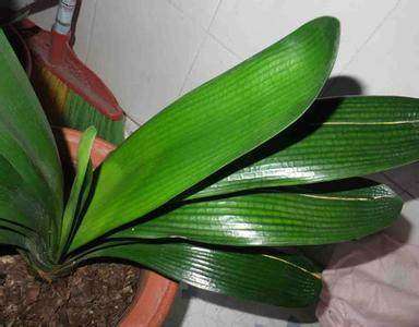 浇花神器君子兰,君子兰花用的杀菌灵