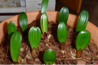 浇花神器君子兰,君子兰花用的杀菌灵