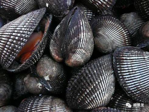 十种常见贝类海鲜图片,贝类海鲜全图