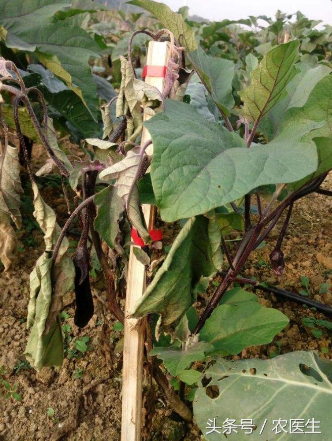白菜黑腐病怎样防治,茄子半边疯防治措施