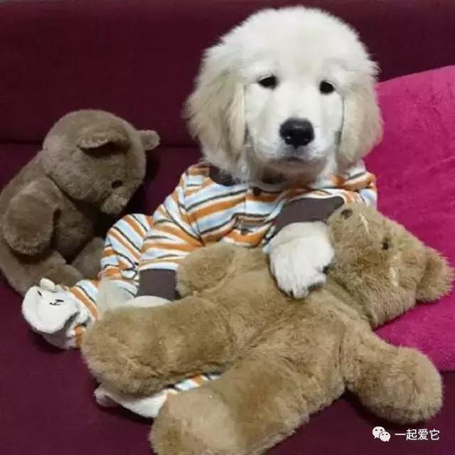 土狗幼犬拉黄色的粑粑什么问题,狗狗拉的便便什么颜色是正常的
