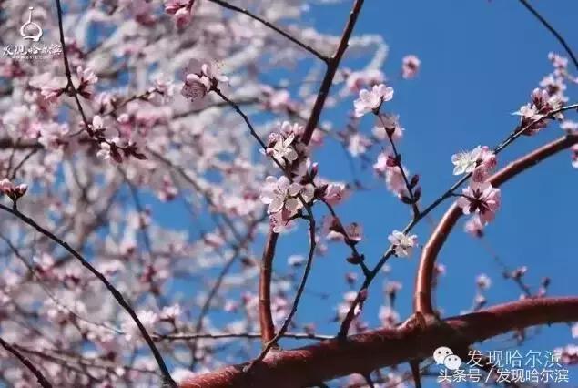 春天哈尔滨好玩的地方,哈尔滨春天景色