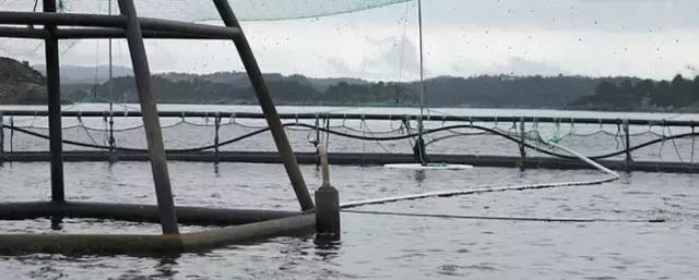 大西洋鲑鱼和挪威三文鱼的区别,我们吃的三文鱼怎么来的