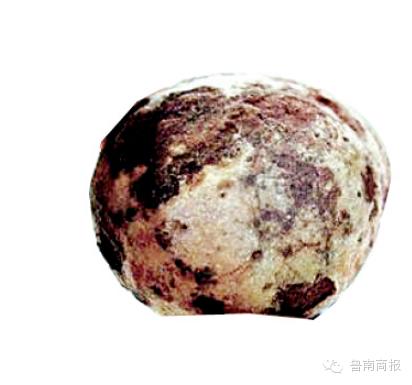 沂水一母猪体内现宝物？价值连城？