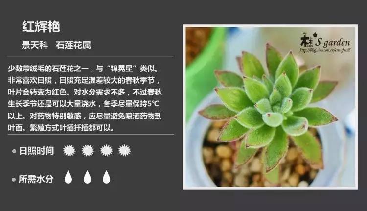 所有多肉植物的名字大全及图片,多肉植物的各种名字大全集