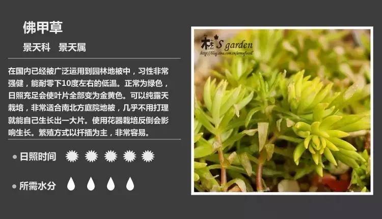 所有多肉植物的名字大全及图片,多肉植物的各种名字大全集