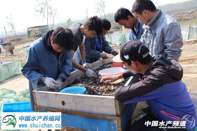 90后大学生创业养泥鳅,90后小伙创业养红泥鳅