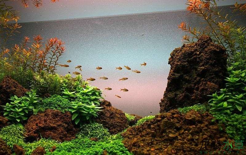 水草造景之我见-水草造景详细开缸教程及相关常见问题预防解答