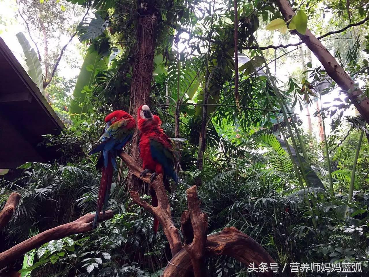 广州长隆海洋王国一日游攻略,广州长隆海洋王国亲子攻略